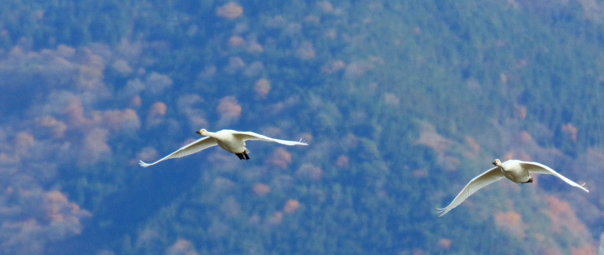 Canon EF 800mm F5.6L IS USM sample photo. コハクチョウ　tundra swan photography