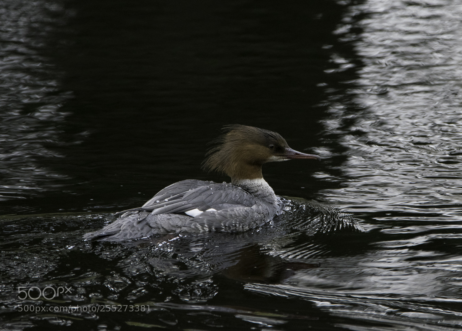 Nikon D5300 sample photo. Gooseander storskrake o photography