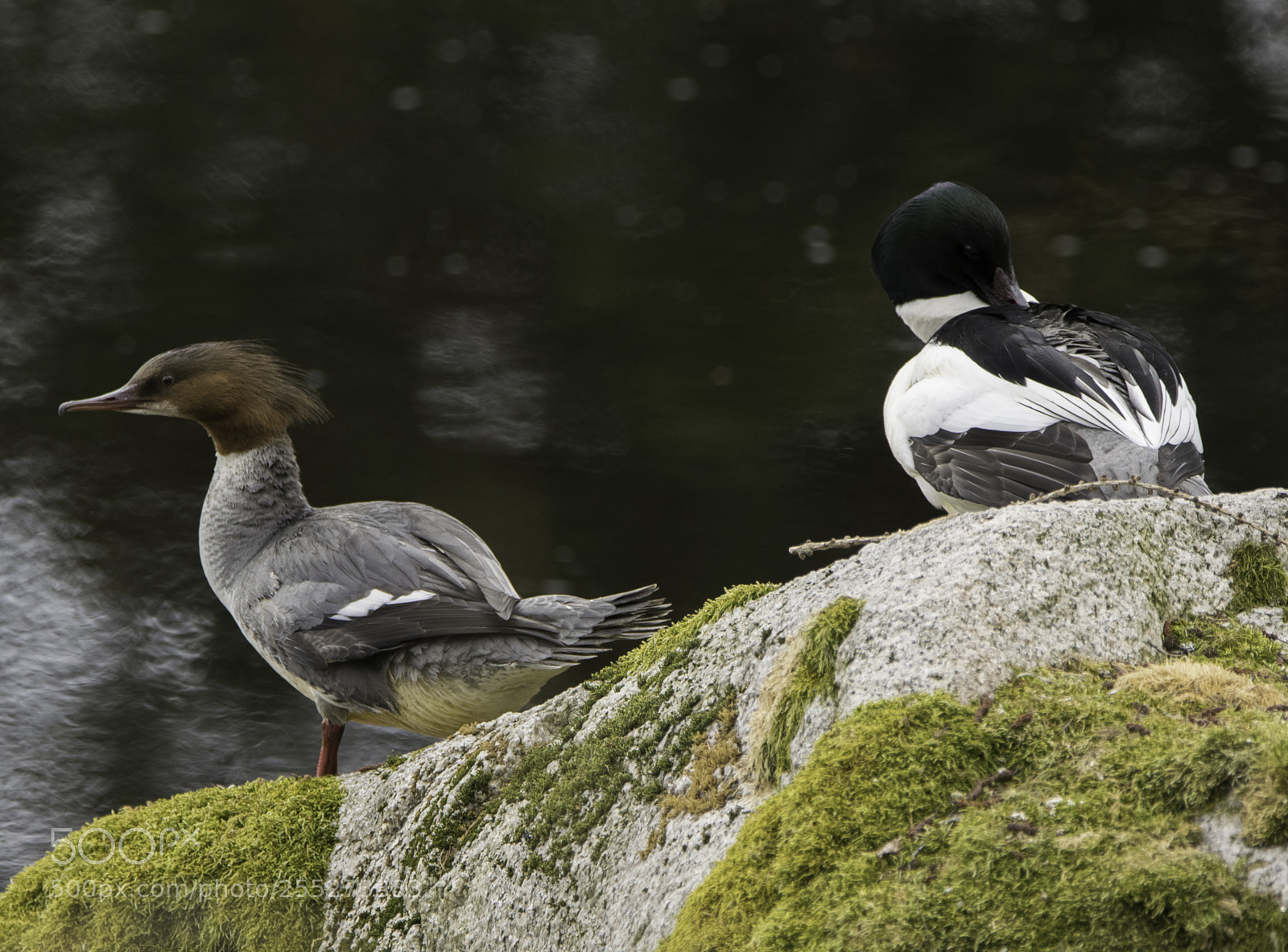 Nikon D5300 sample photo. Gooseander storskrake o photography