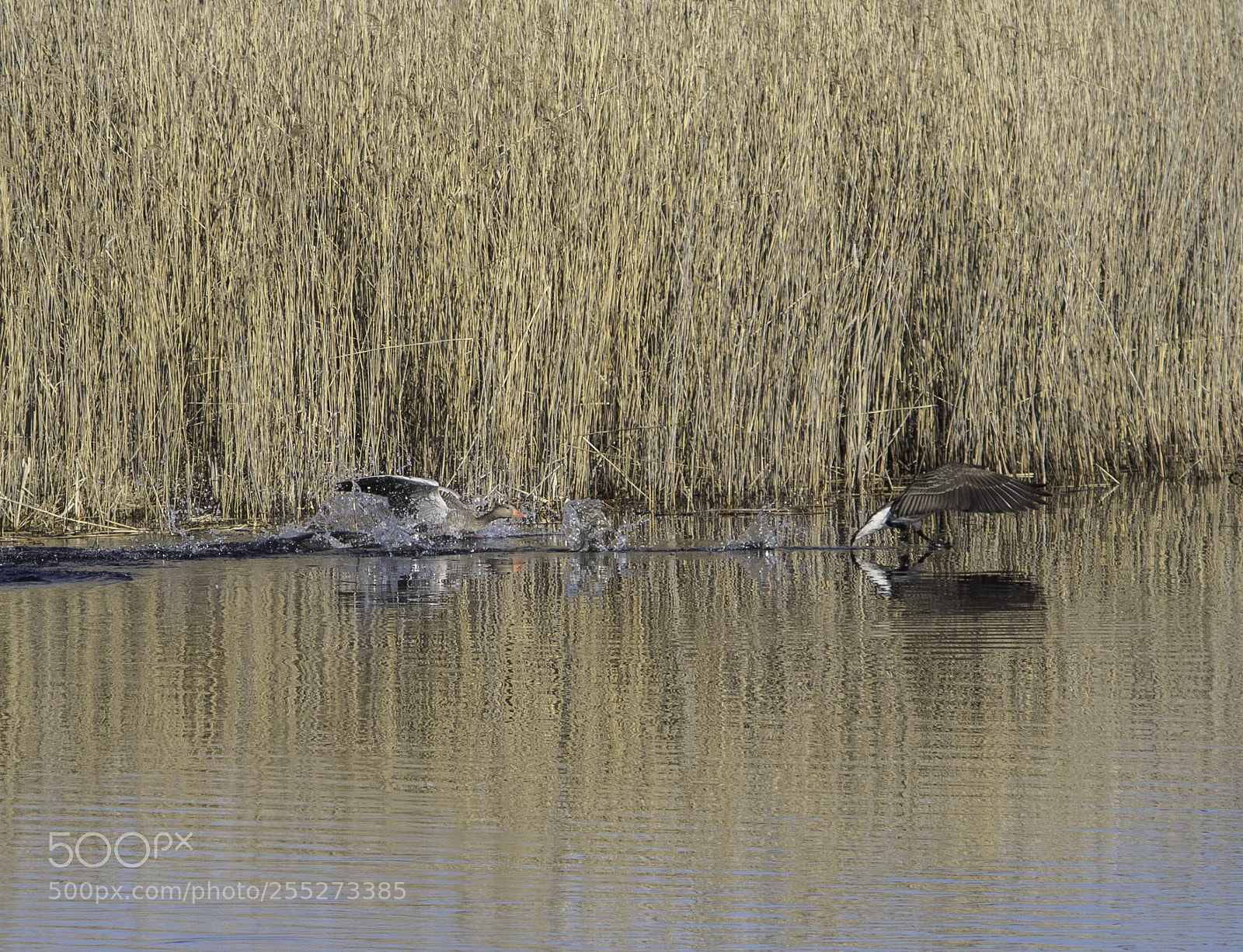 Nikon D5300 sample photo. Goose fight o photography