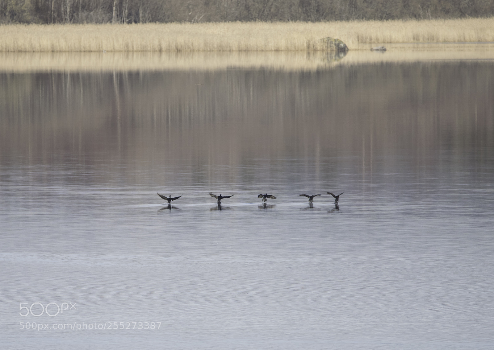Nikon D5300 sample photo. Great cormorant storskarv o photography
