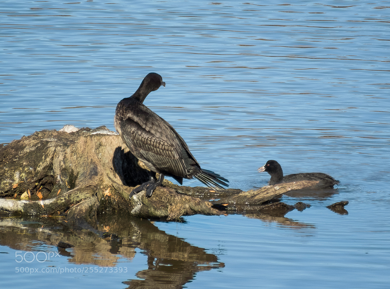 Canon PowerShot SX60 HS sample photo. Great cormorant storskarv o photography