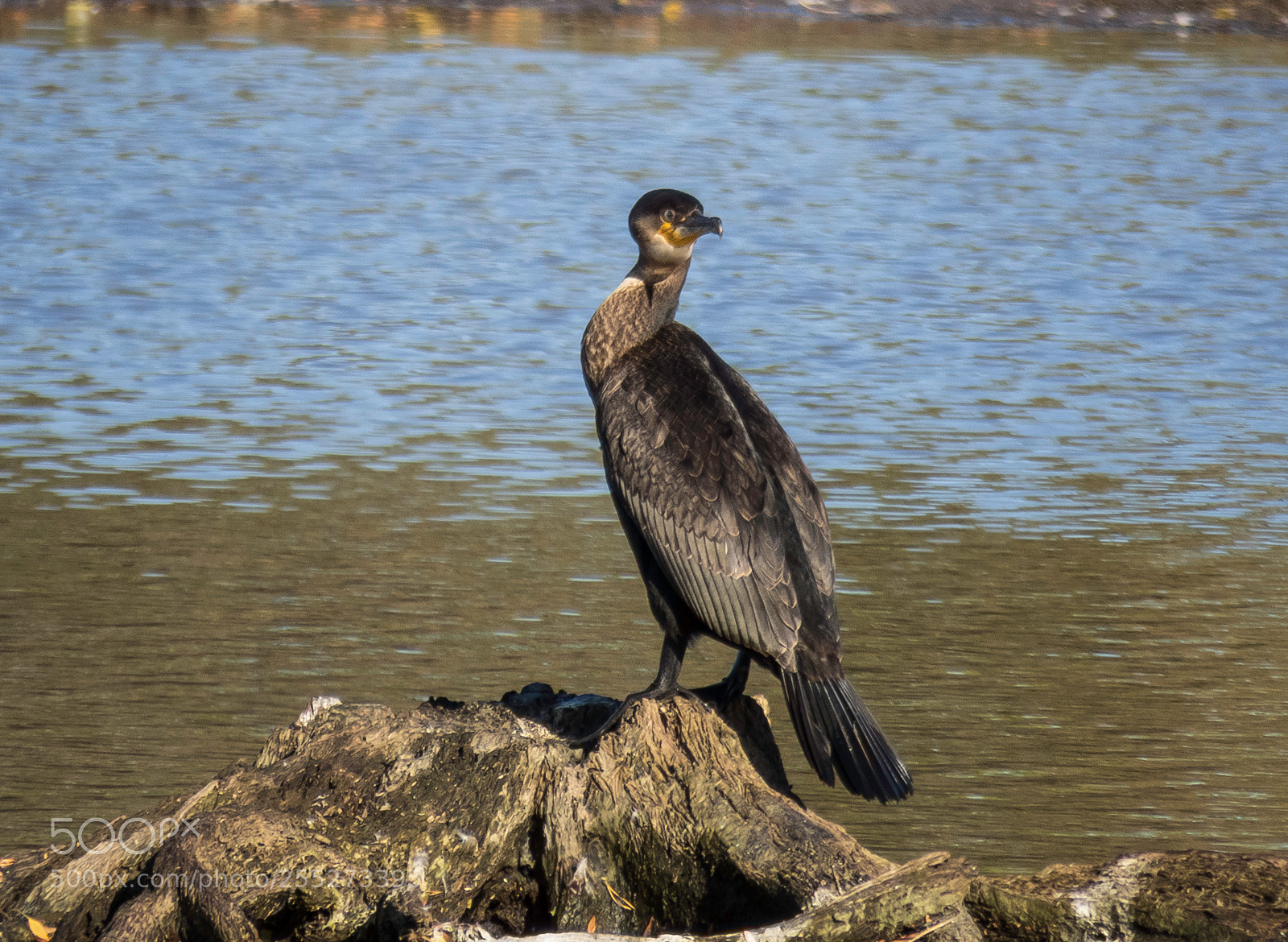 Canon PowerShot SX60 HS sample photo. Great cormorant storskarv o photography