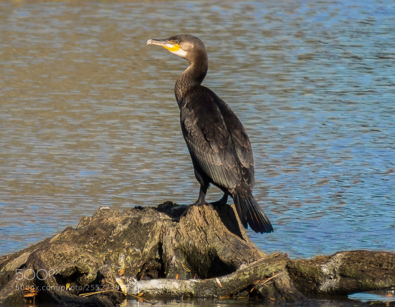 Canon PowerShot SX60 HS sample photo. Great cormorant storskarv o photography