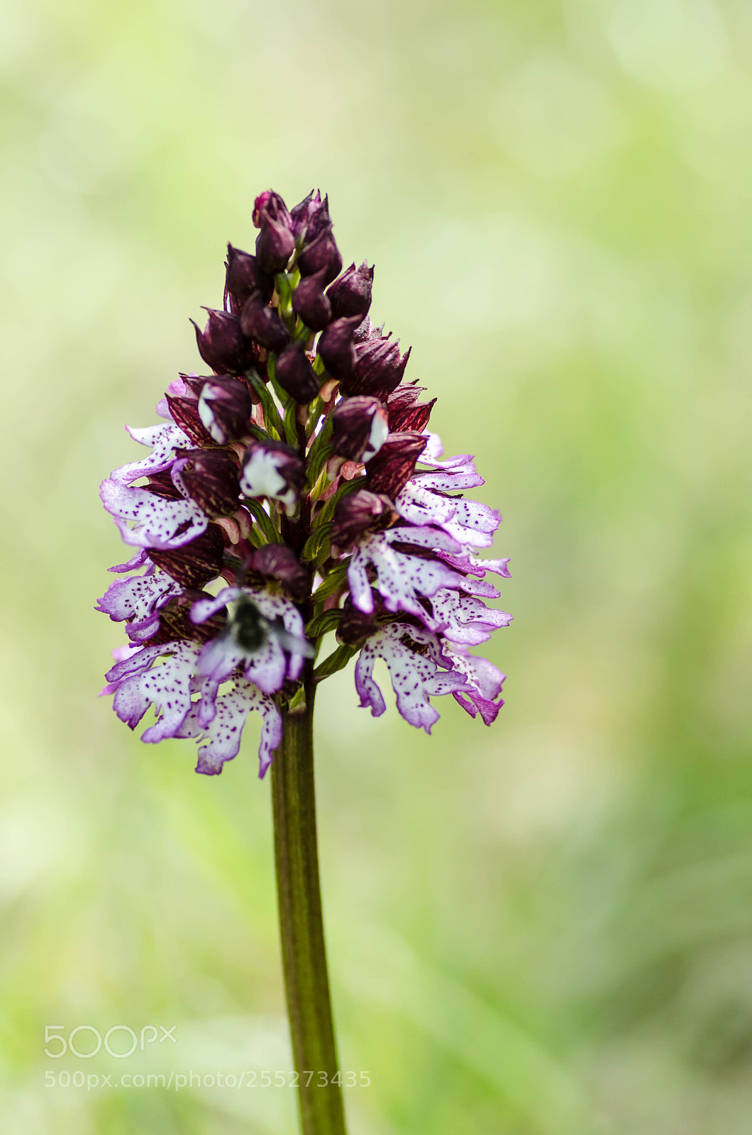 Nikon D7000 sample photo. Orchid e sauvage chaumes photography