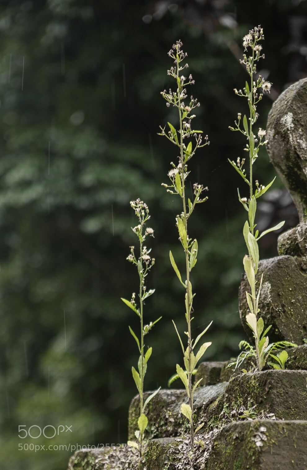 Canon EOS 5D Mark IV sample photo. Three in the rain photography