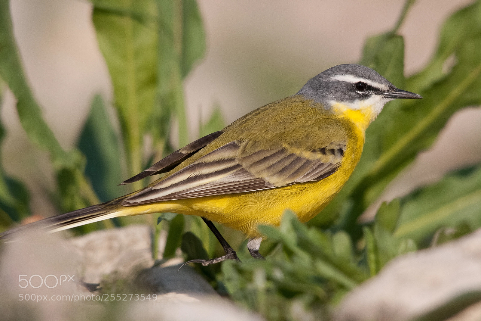 Canon EOS 400D (EOS Digital Rebel XTi / EOS Kiss Digital X) sample photo. Yellow wagtail photography