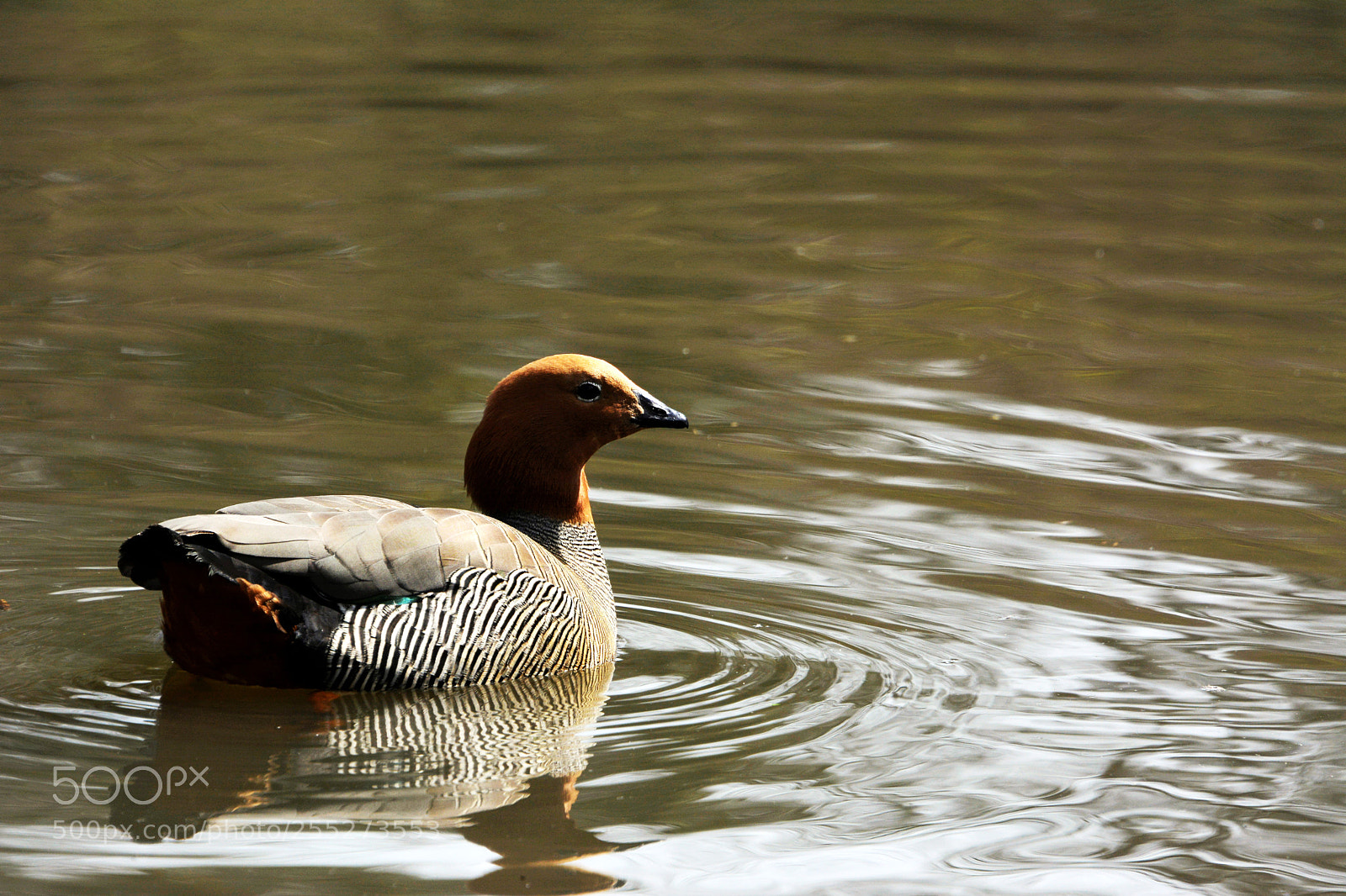 Nikon D7100 sample photo. Ruddy headed goose photography