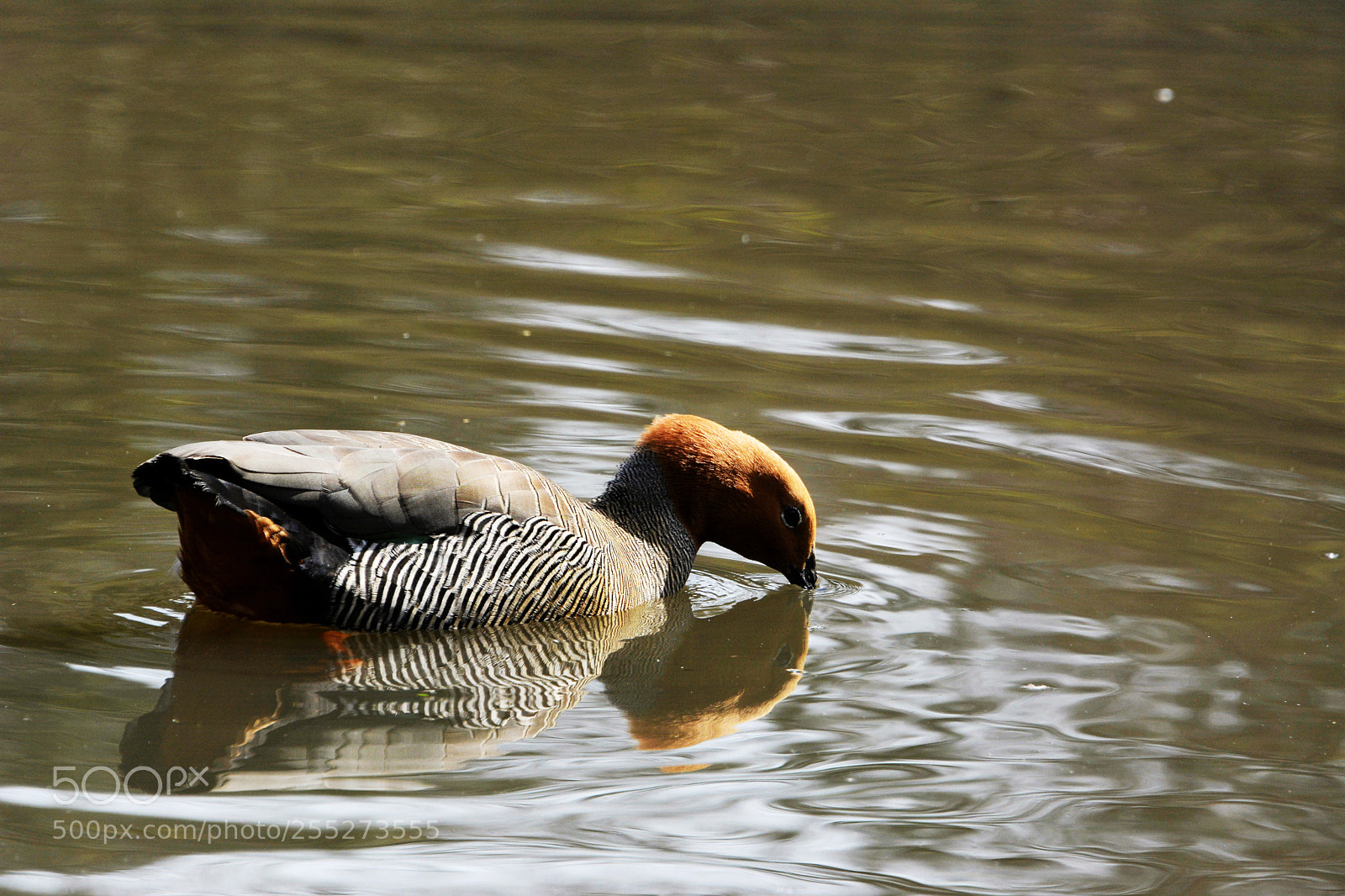 Nikon D7100 sample photo. Ruddy headed goose photography