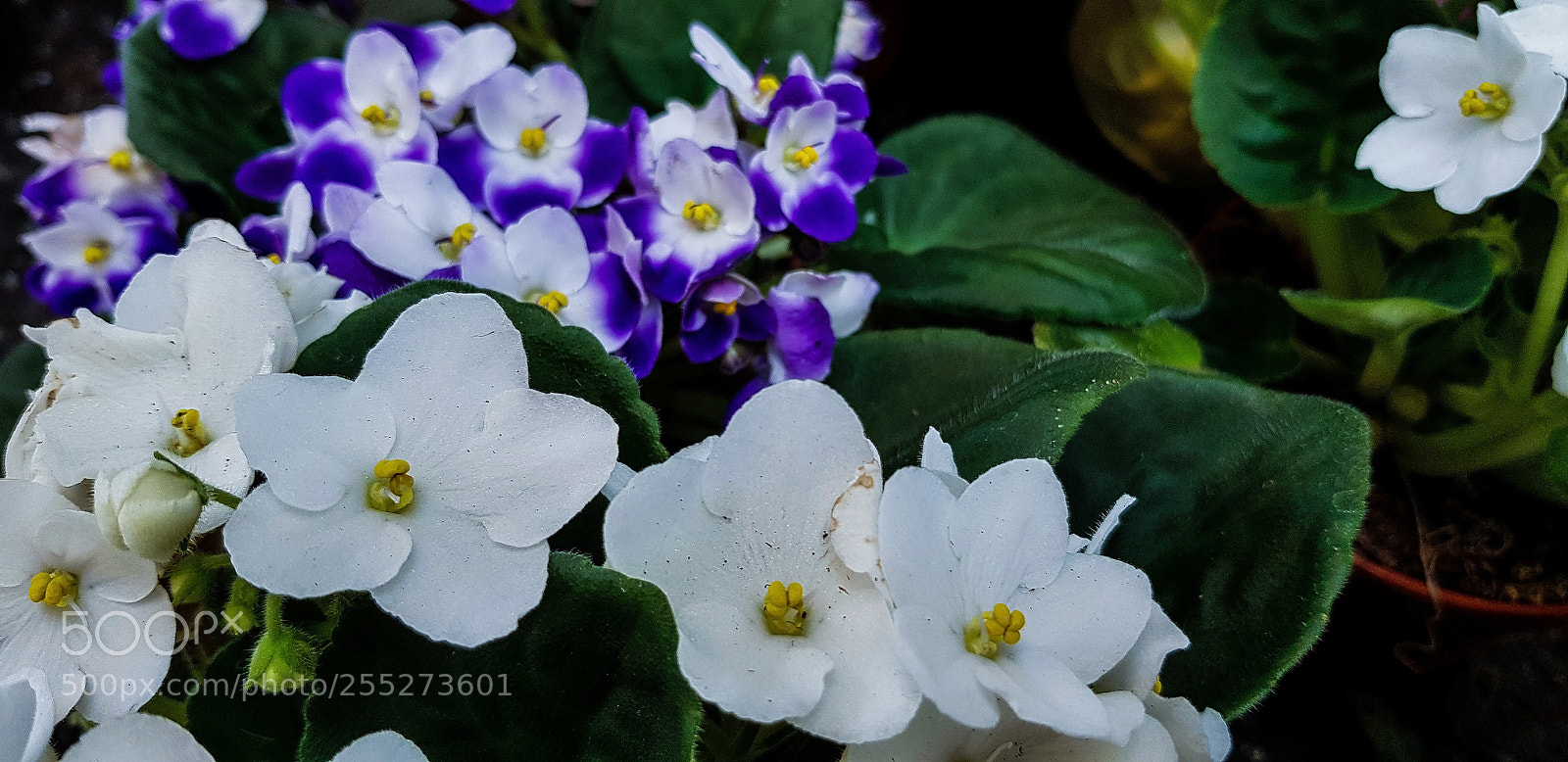 Samsung Galaxy S8 sample photo. Santpaulias growing at the photography