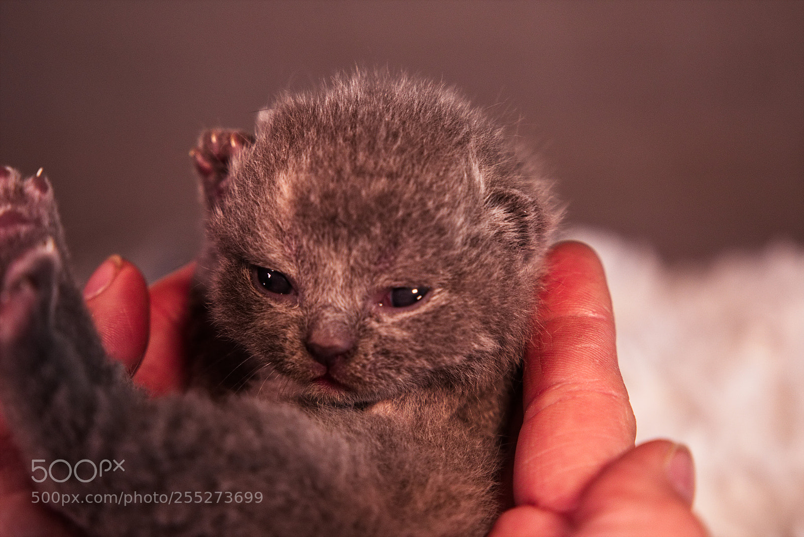 Canon EOS 6D sample photo. Kitte i photography
