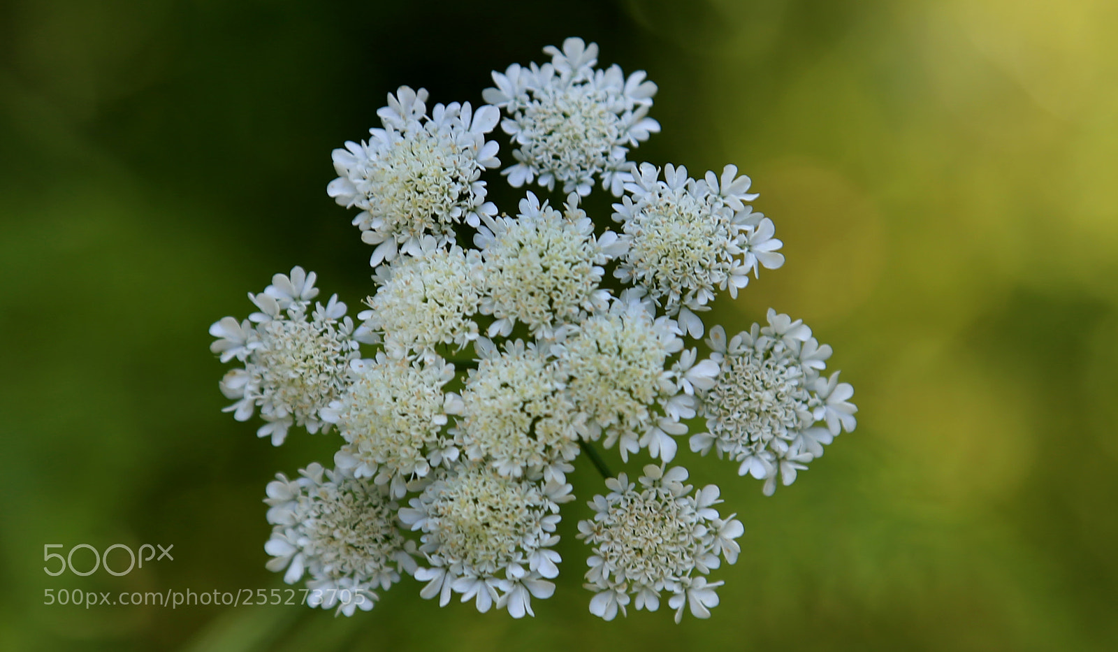 Canon EOS 6D sample photo. White tiny flowers photography