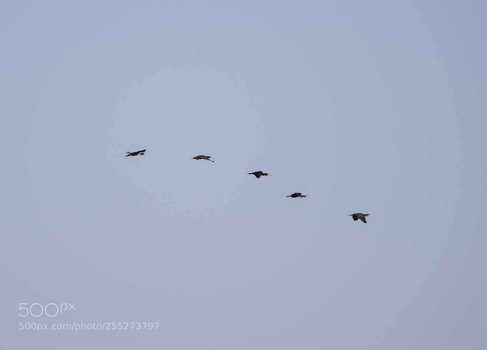 Nikon D5300 sample photo. Great cormorant storskrake o photography