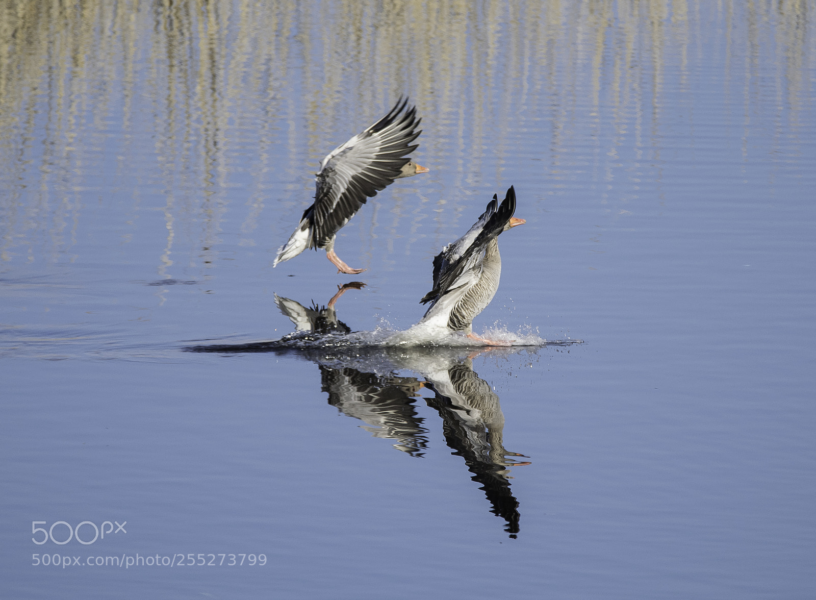 Nikon D5300 sample photo. Grelag goose grgs o photography