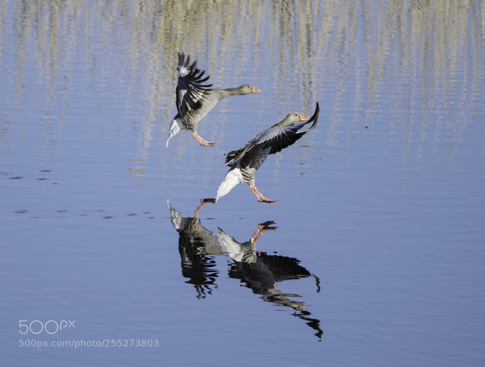 Nikon D5300 sample photo. Greylag geese grgss o photography