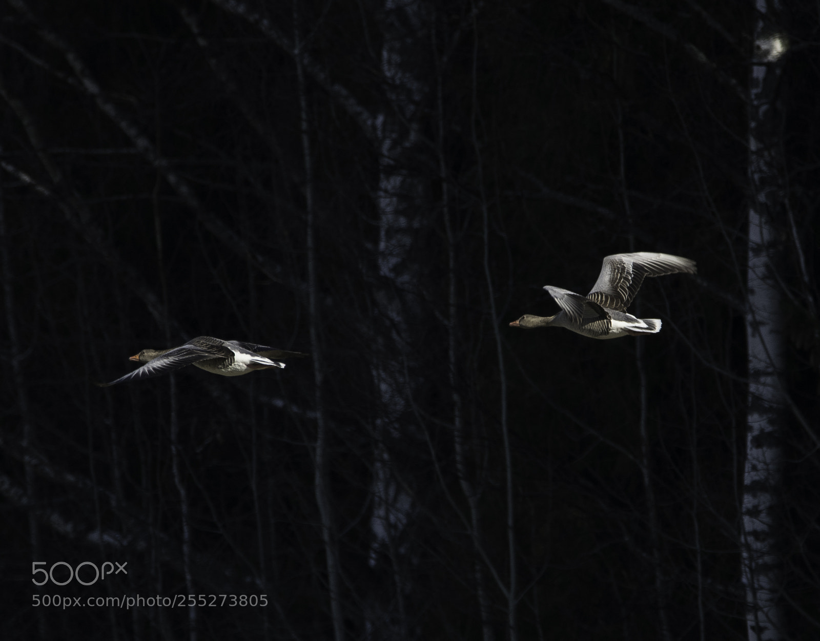 Nikon D5300 sample photo. Greylag geese grgss o photography
