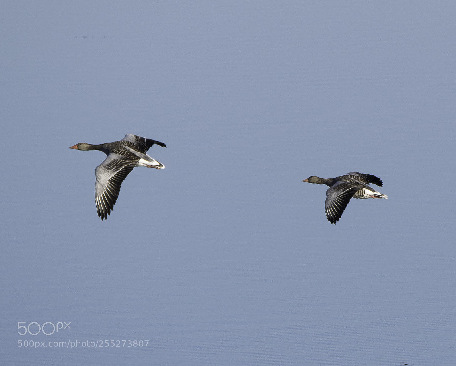 Nikon D5300 sample photo. Greylag geese grgss o photography