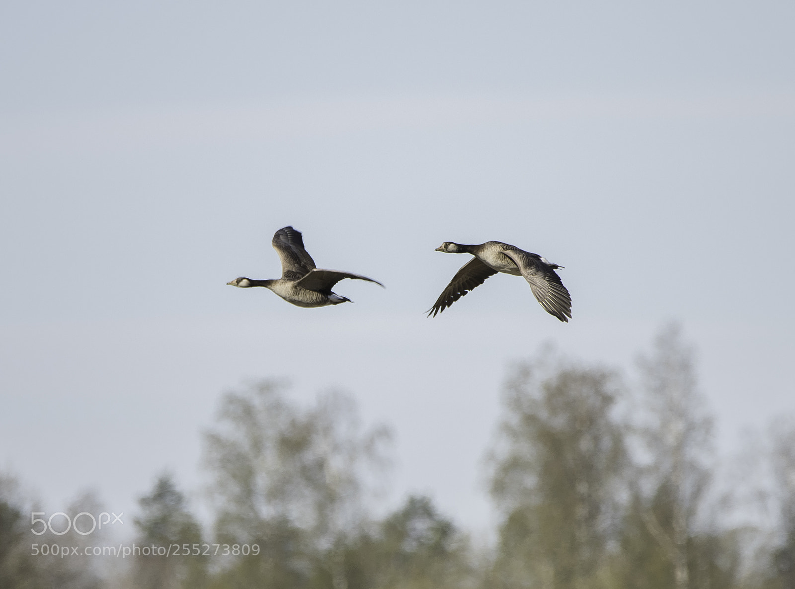 Nikon D5300 sample photo. Greylag geese grgss o photography