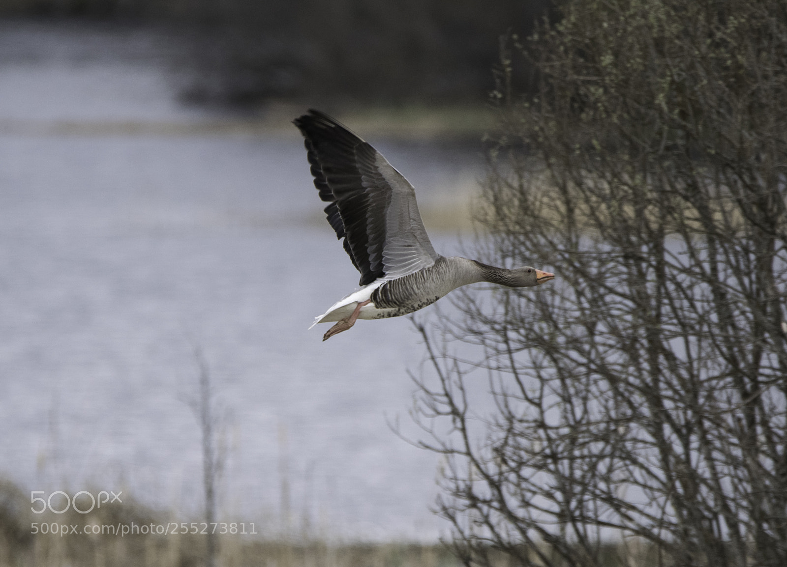 Nikon D5300 sample photo. Greylag goose grgs o photography