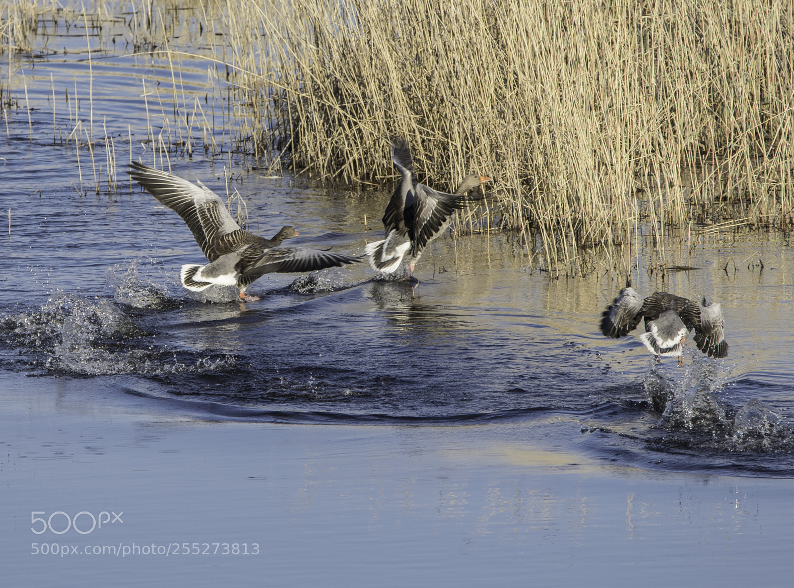 Nikon D5300 sample photo. Greylag geese grgss o photography