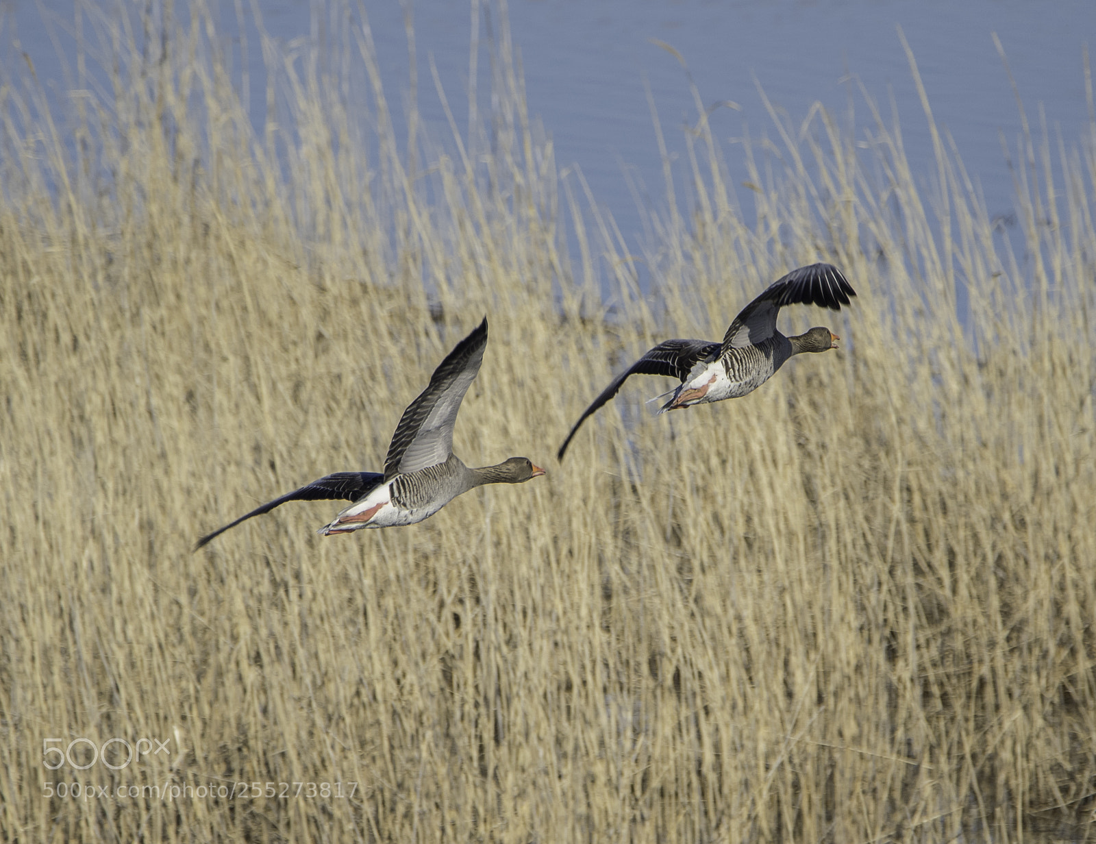 Nikon D5300 sample photo. Greylag goose grgs o photography