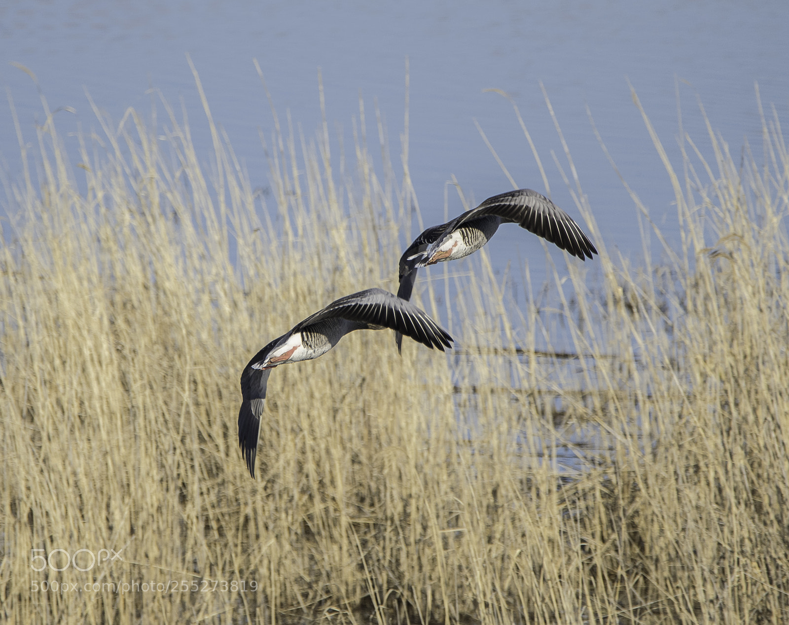 Nikon D5300 sample photo. Greylag goose grgs o photography
