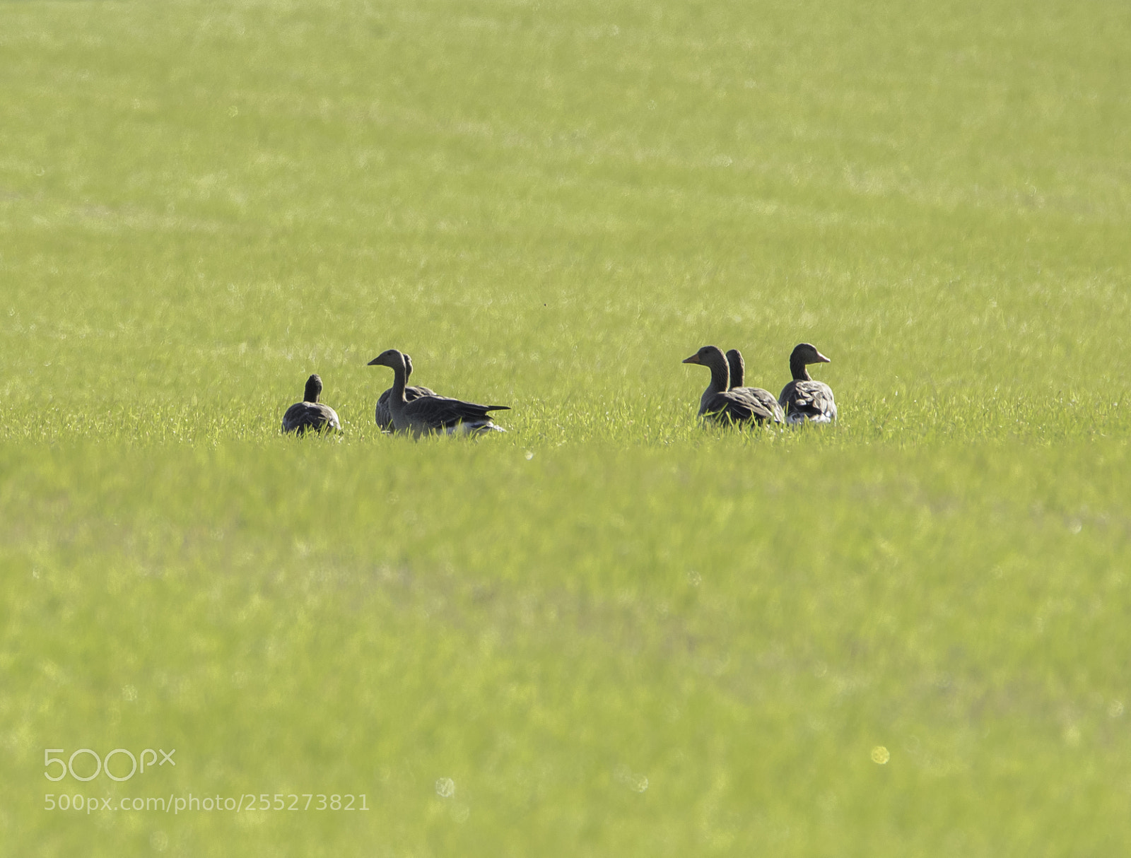 Nikon D5300 sample photo. Greylag grgss o photography