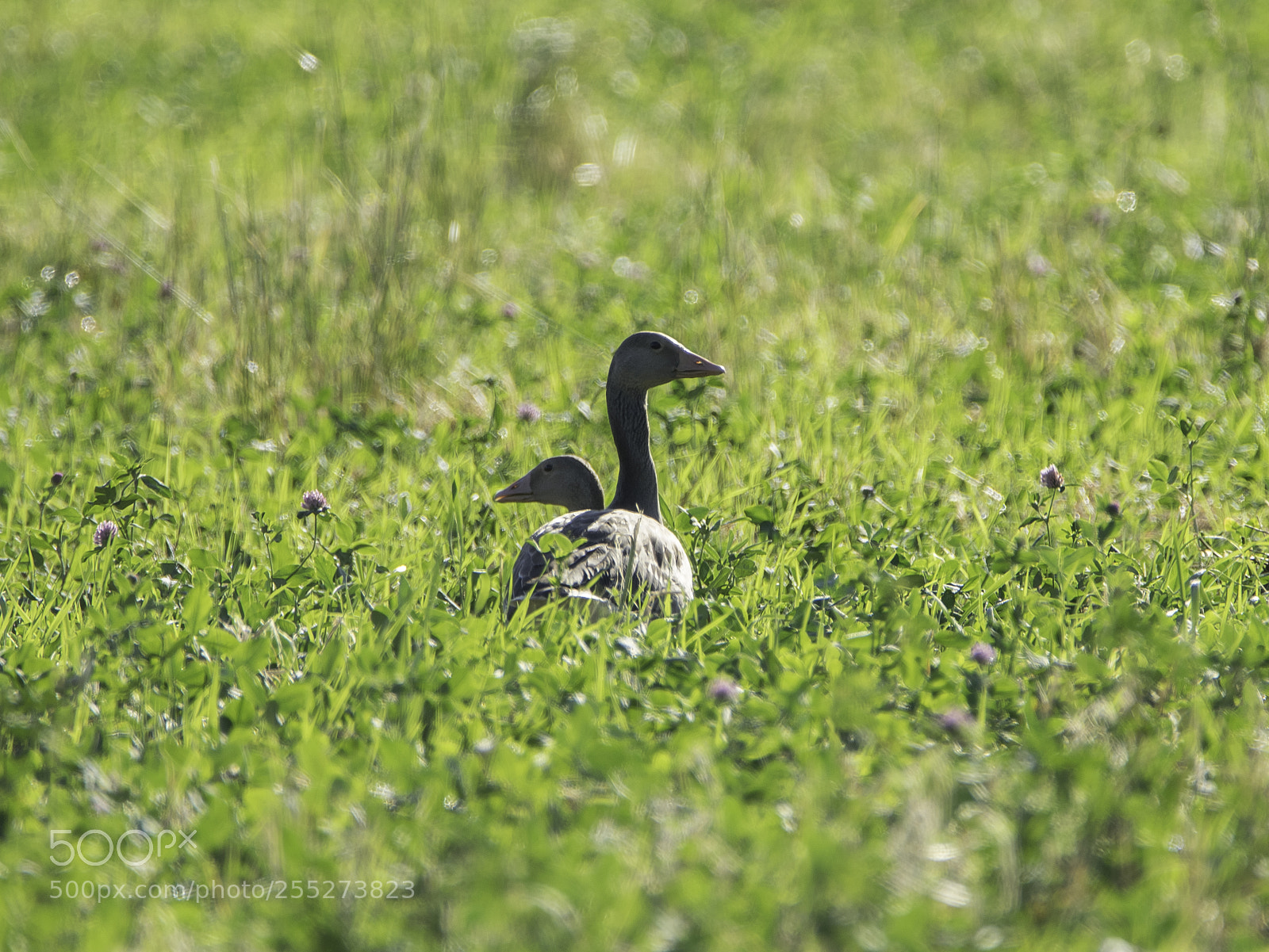 Nikon D5300 sample photo. Greylag grgss o photography