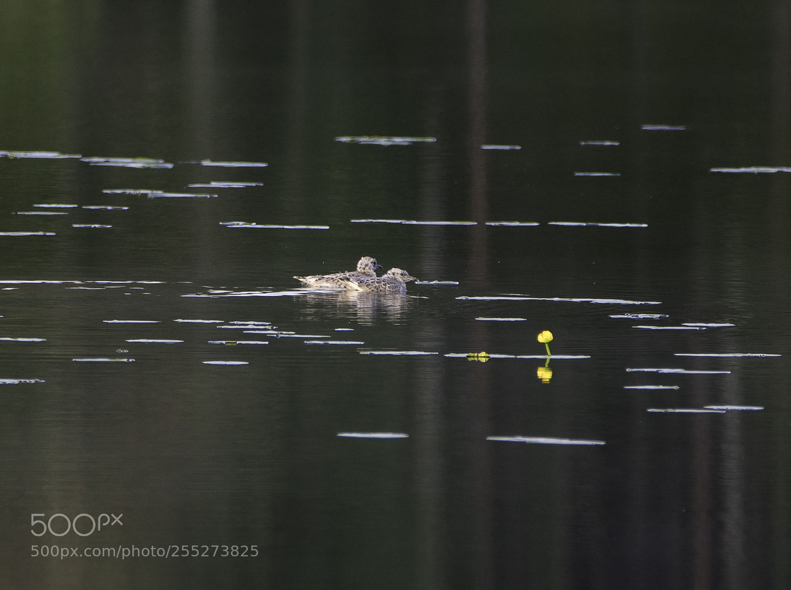 Nikon D5300 sample photo. Gull babies msungar o photography