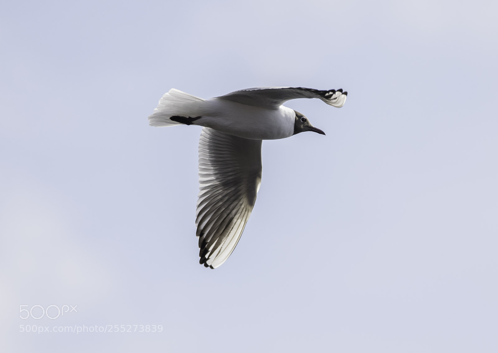 Nikon D5300 sample photo. Gull ms o photography