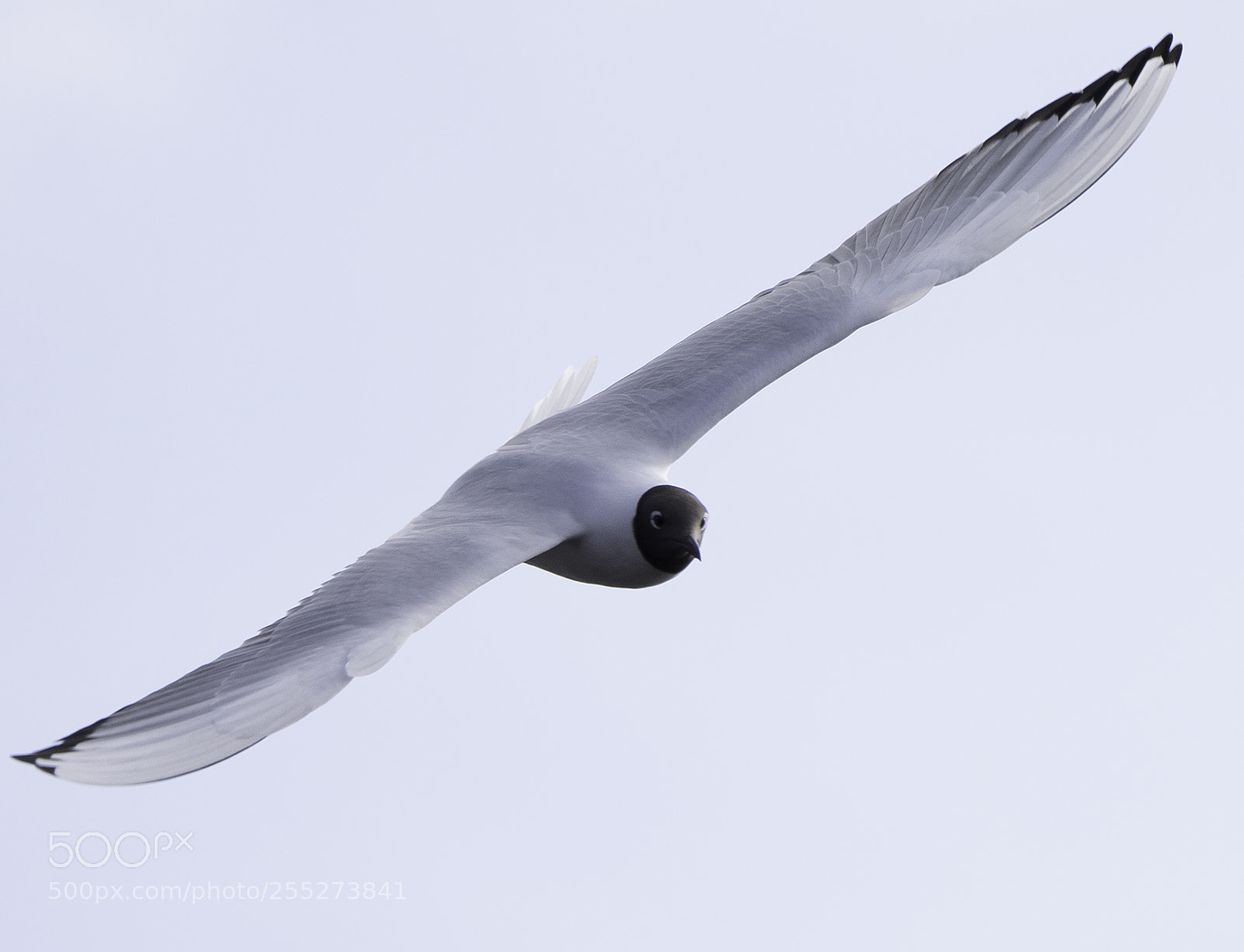 Nikon D5300 sample photo. Gull ms o photography