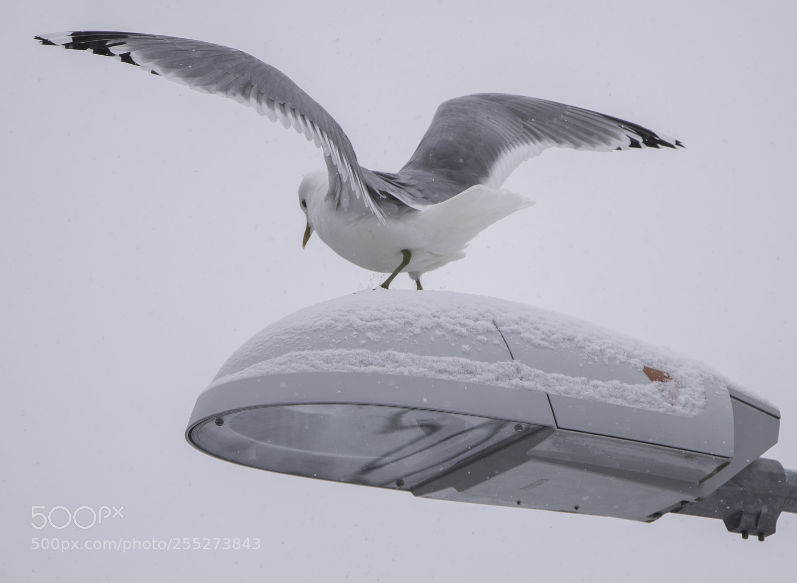 Nikon D5300 sample photo. Gull ms o photography