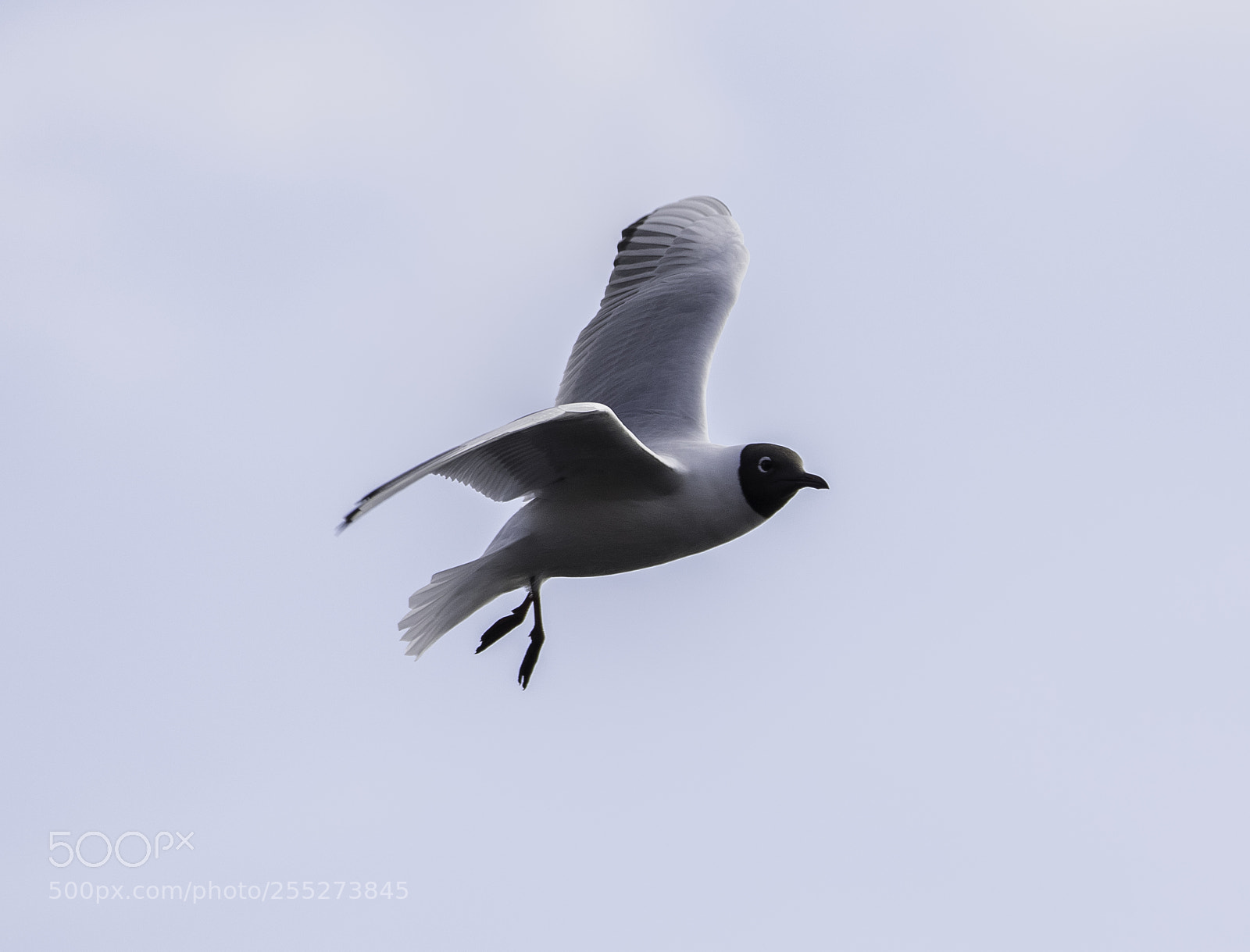 Nikon D5300 sample photo. Gull ms o photography