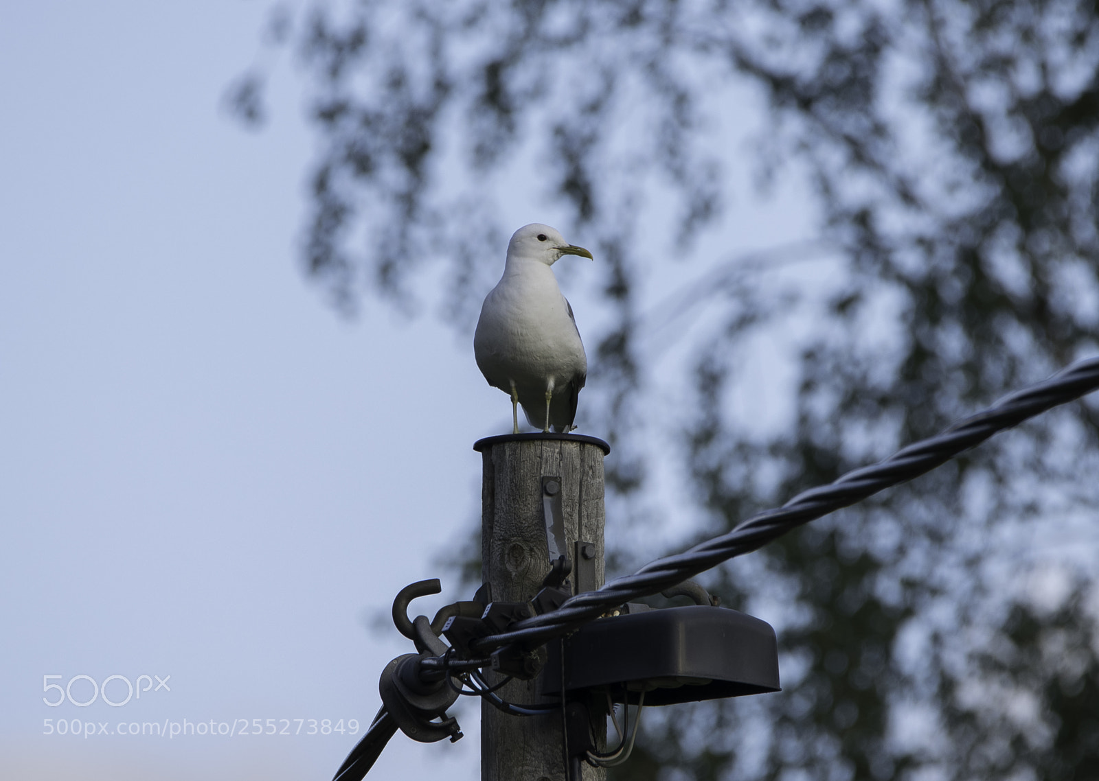 Nikon D5300 sample photo. Gull ms o photography