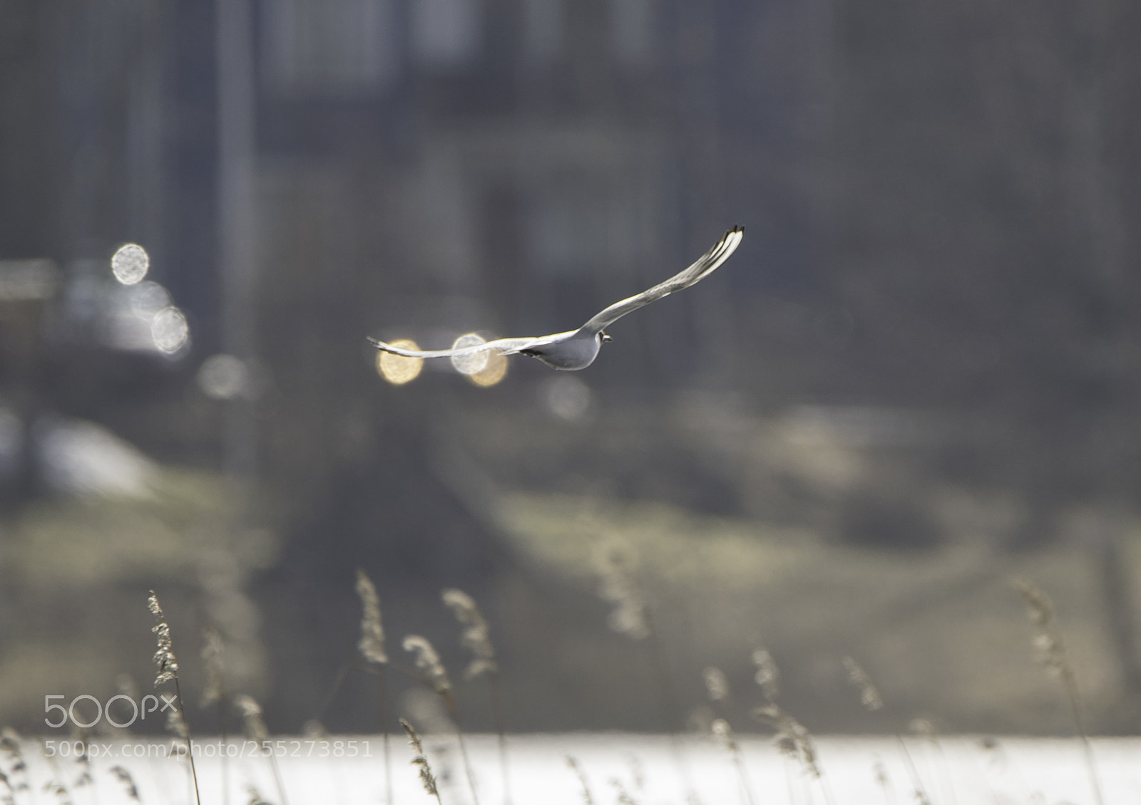 Nikon D5300 sample photo. Gull ms o photography