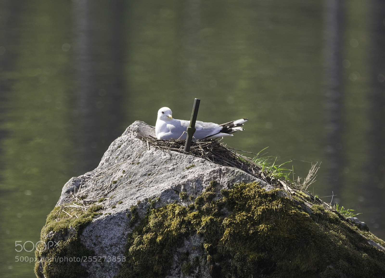 Nikon D5300 sample photo. Gull ms o photography