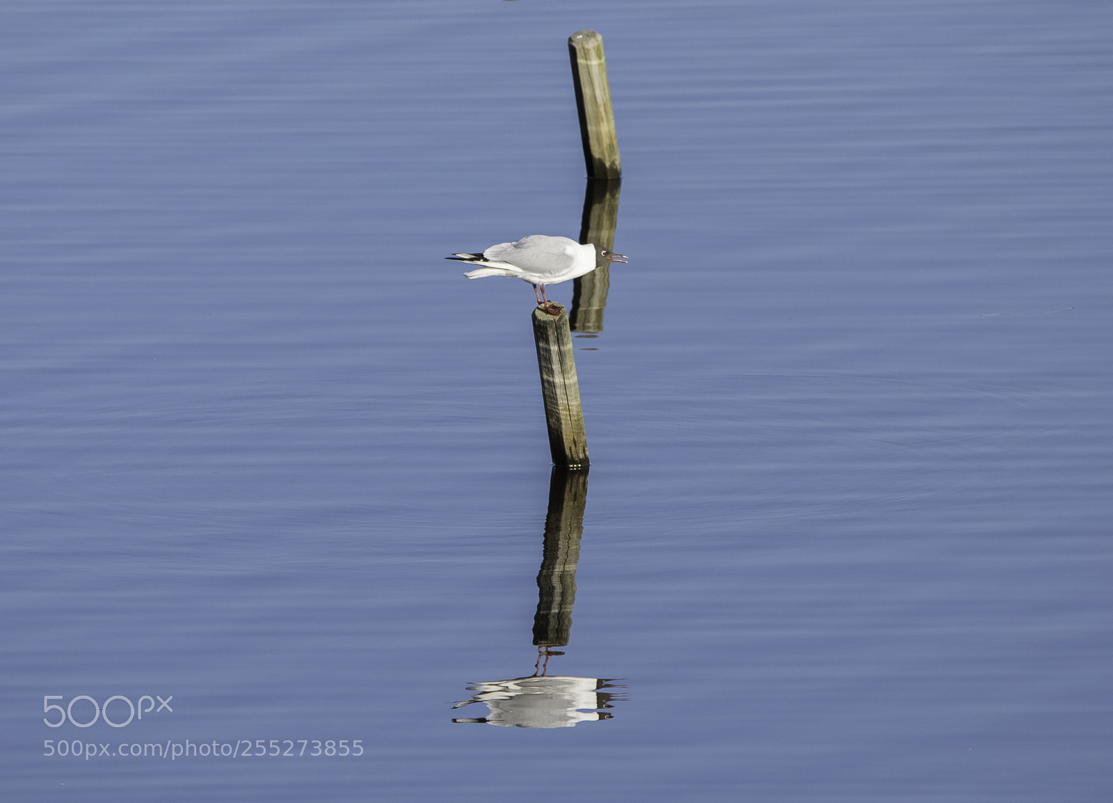 Nikon D5300 sample photo. Gull ms o photography