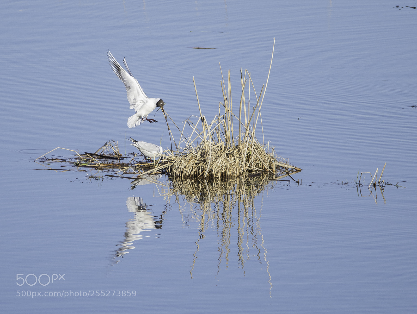 Nikon D5300 sample photo. Gull ms o photography