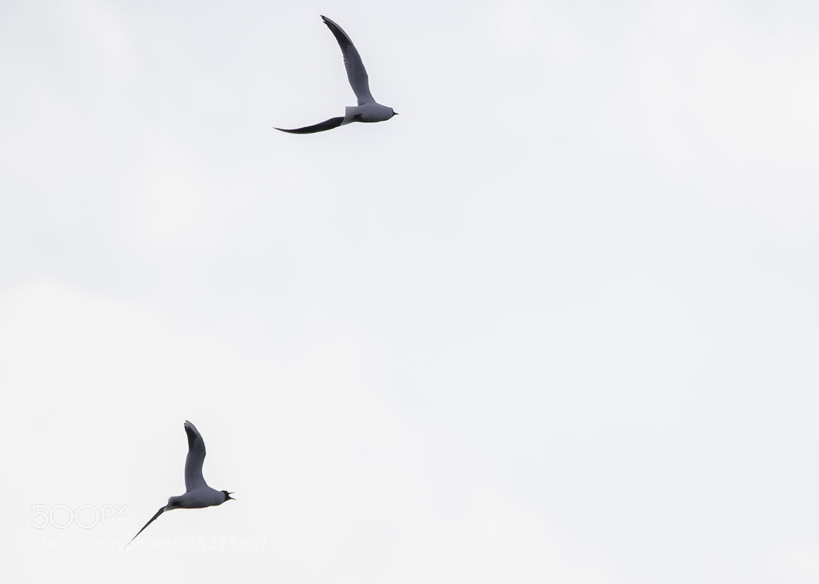 Nikon D5300 sample photo. Gulls msar o photography