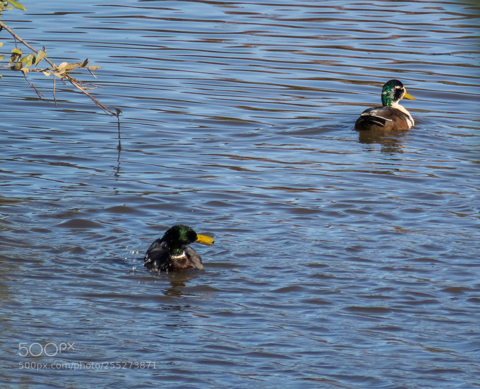 Canon PowerShot SX60 HS sample photo. Mallard o photography