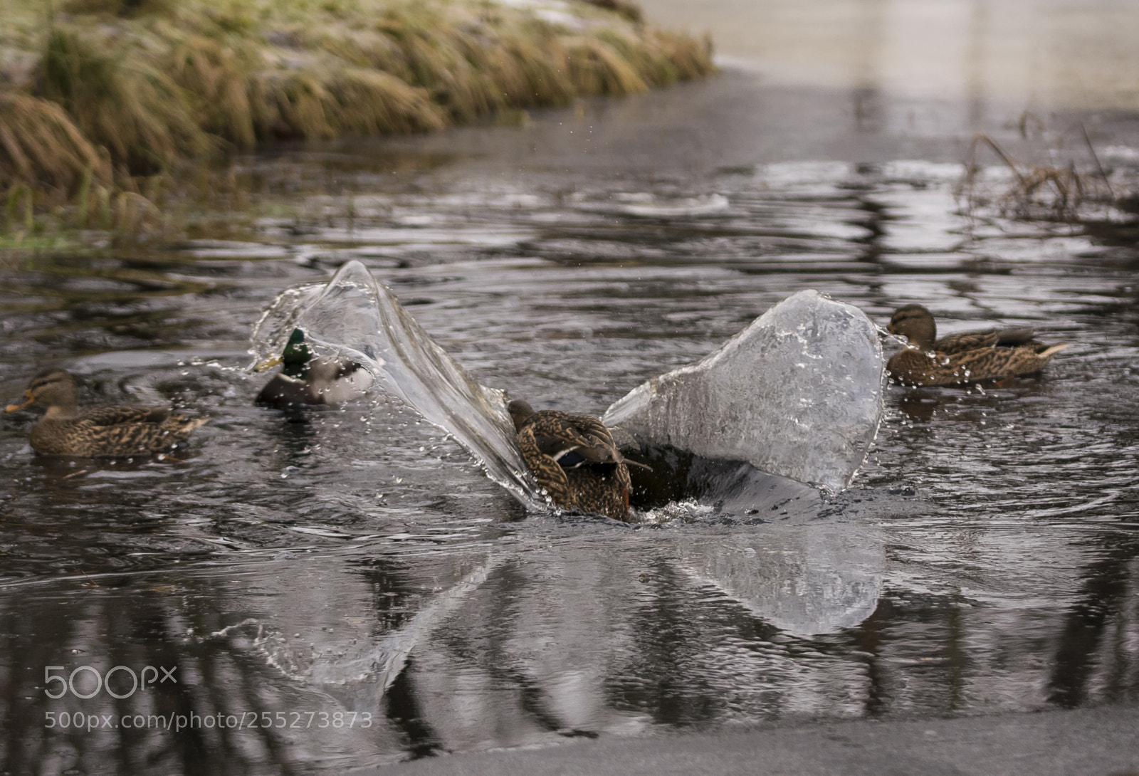 Nikon D5300 sample photo. Mallard grsand o photography