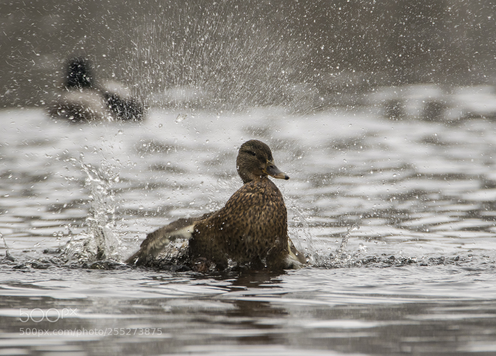 Nikon D5300 sample photo. Mallard grsand o photography