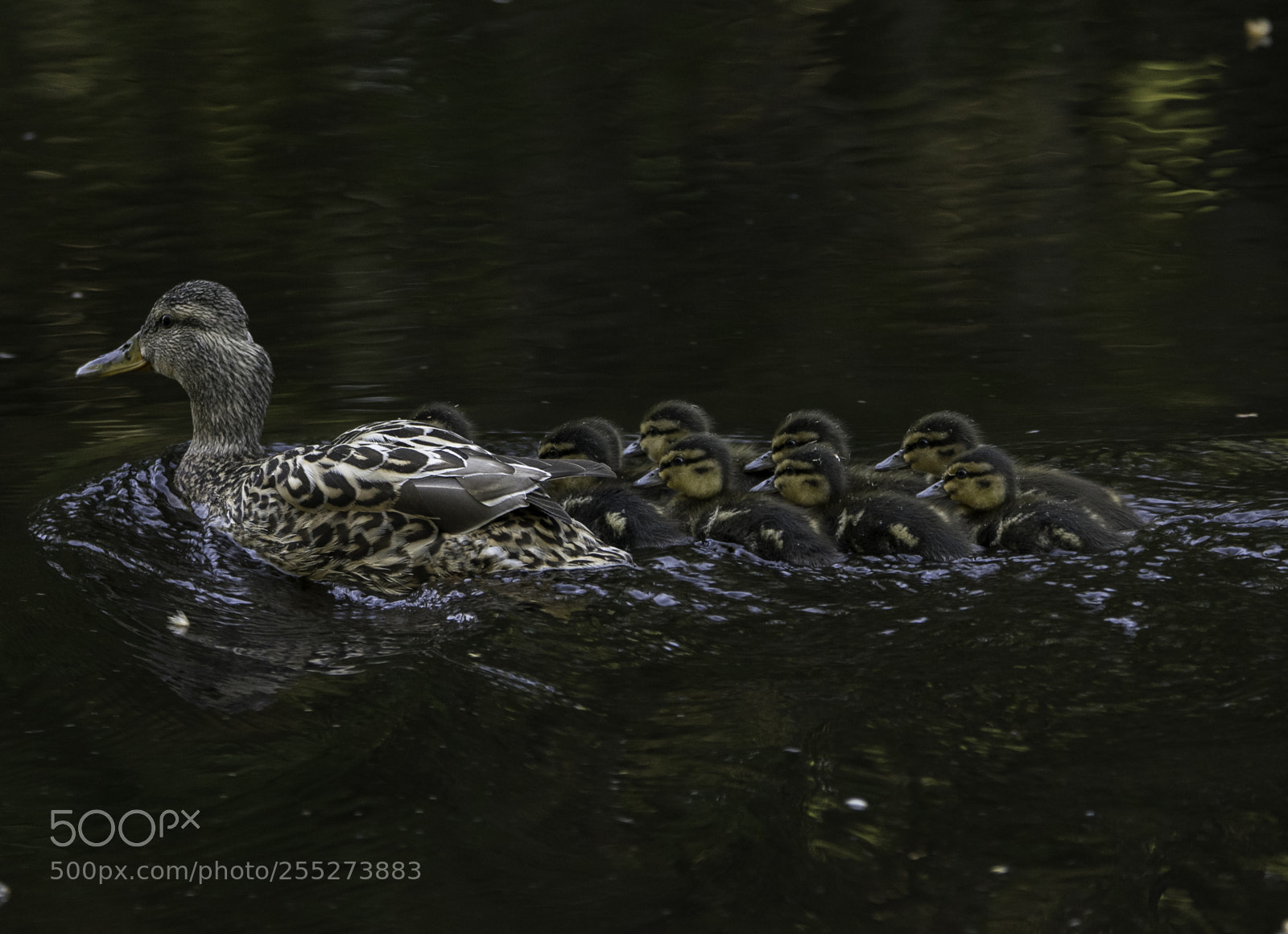 Nikon D5300 sample photo. Mallard grsand o photography