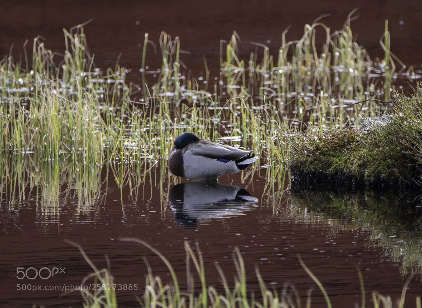 Nikon D5300 sample photo. Mallard grsand o photography