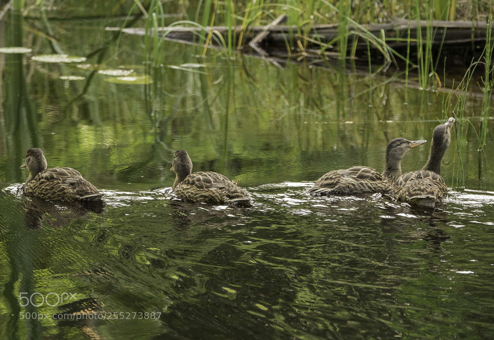 Nikon D5300 sample photo. Mallard grsand o photography