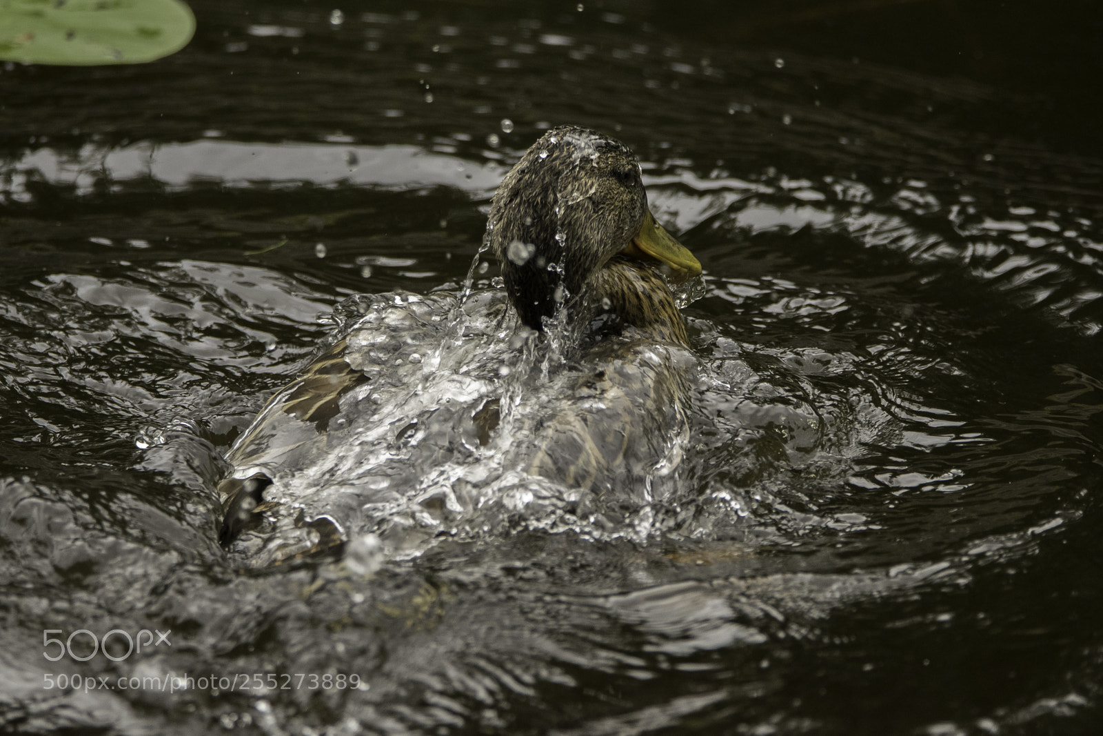Nikon D5300 sample photo. Mallard grsand o photography