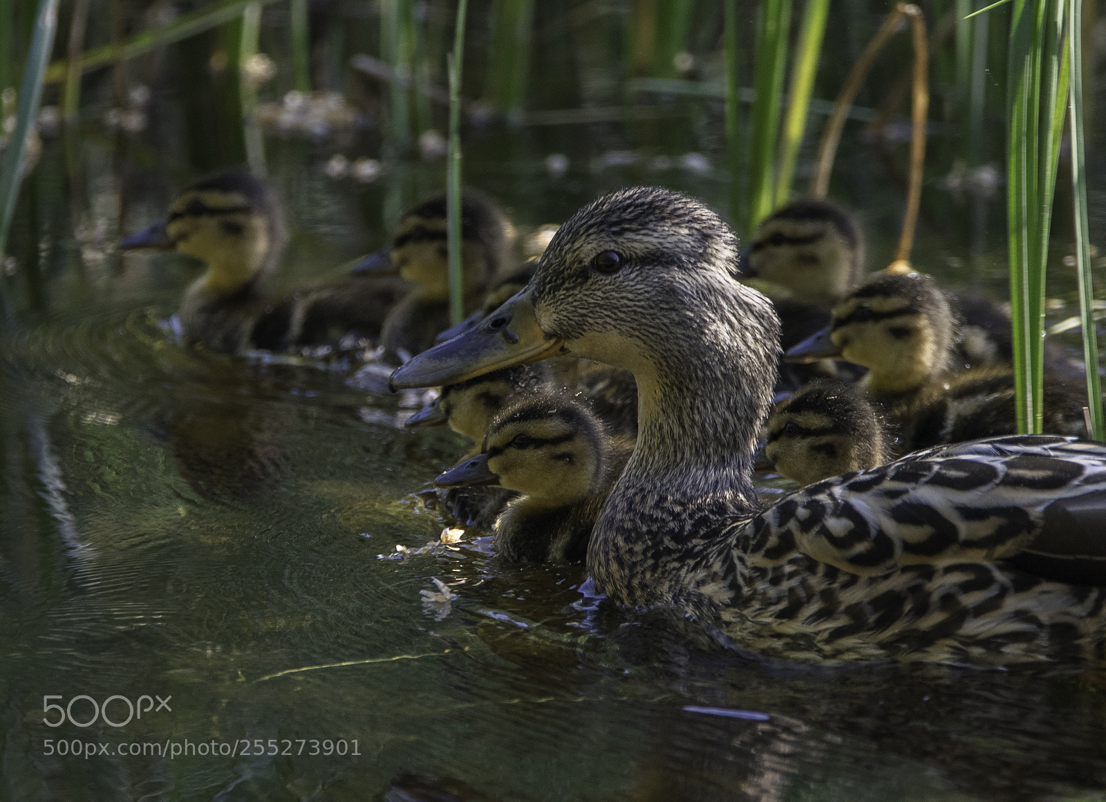 Nikon D5300 sample photo. Mallard grsand o photography