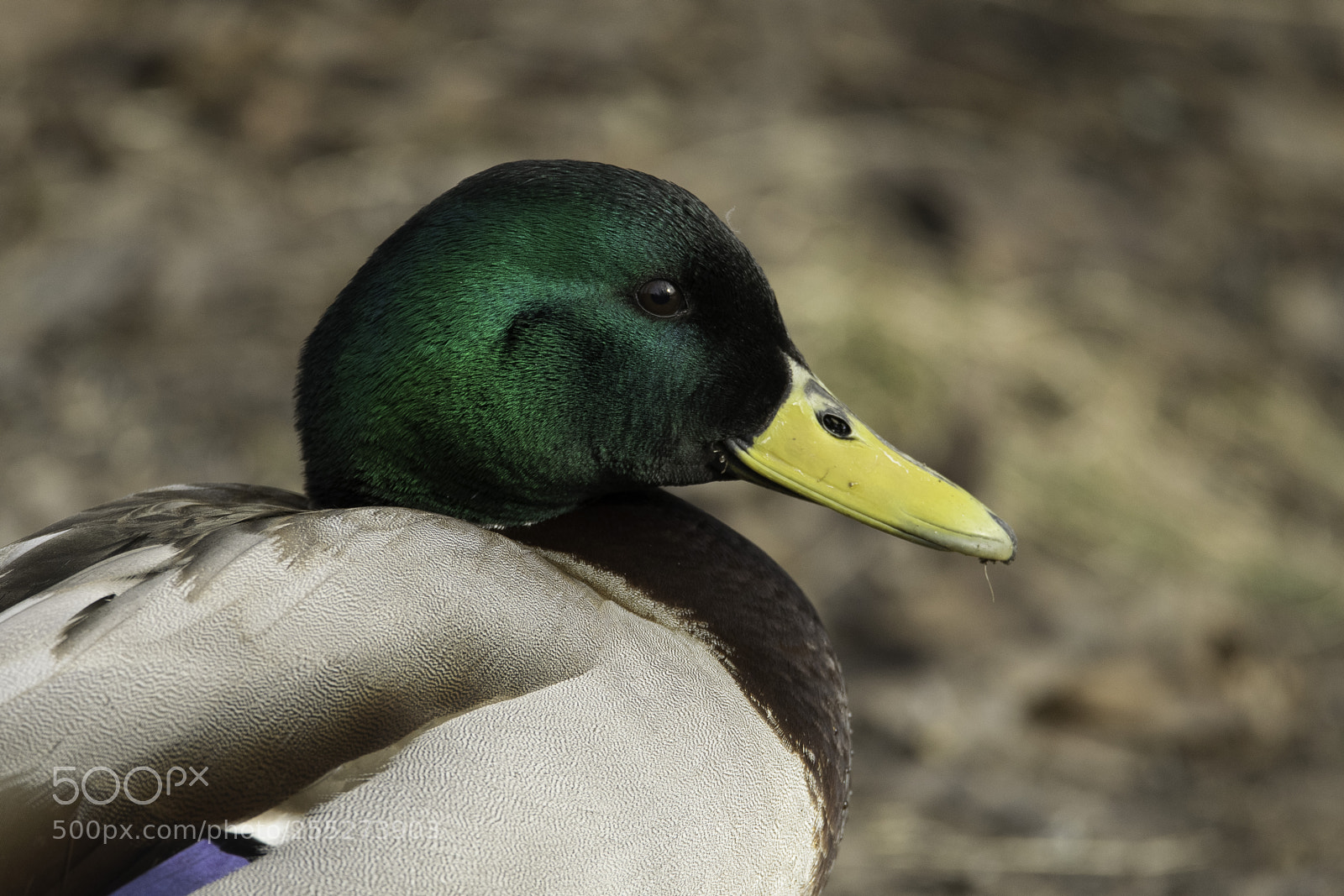 Nikon D5300 sample photo. Mallard grsand o photography