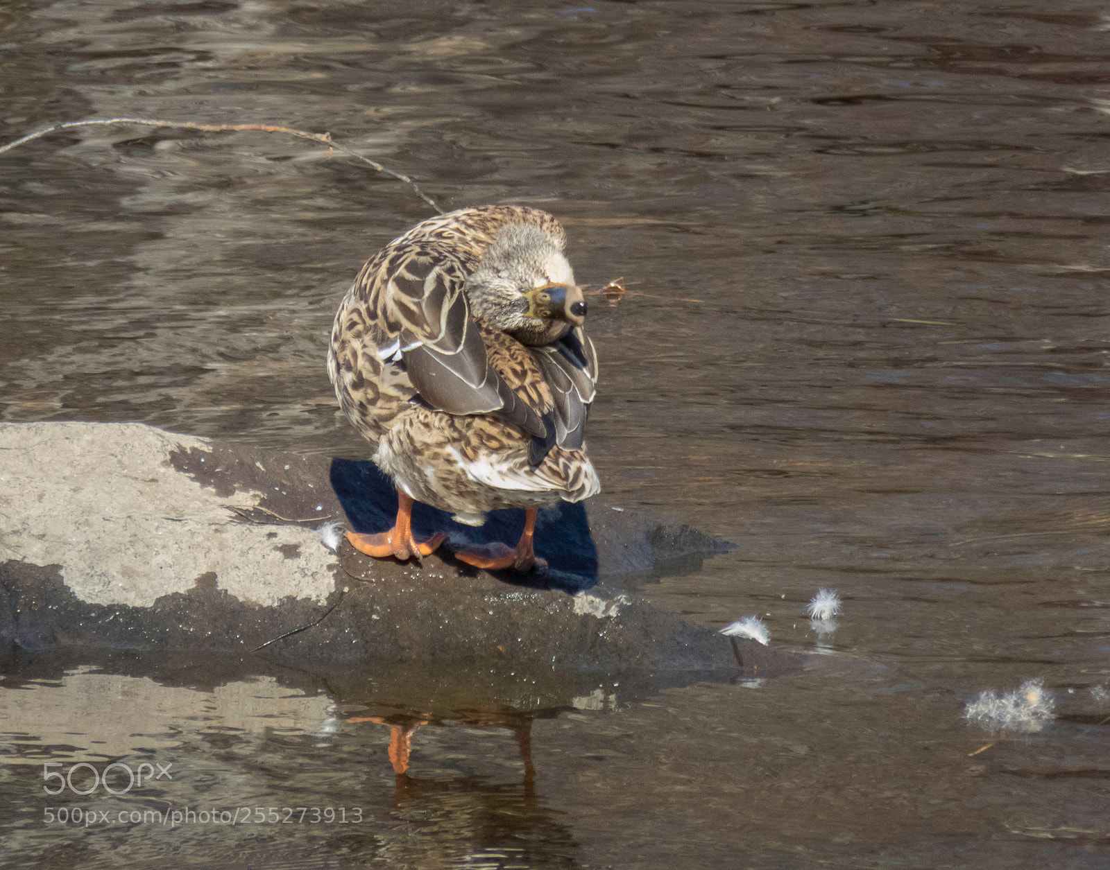 Canon PowerShot SX60 HS sample photo. Mallard grsand o photography