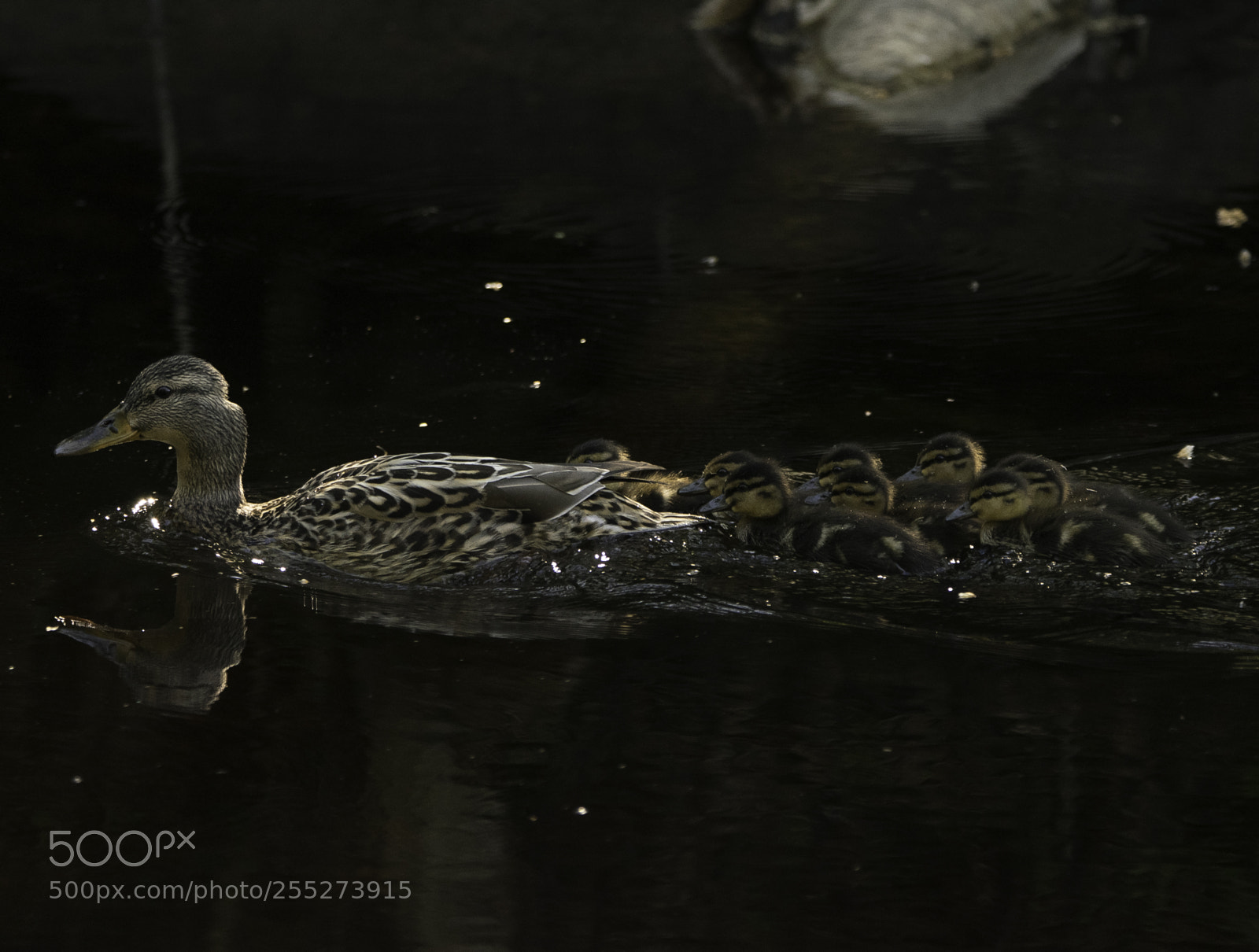 Nikon D5300 sample photo. Mallard grsand o photography